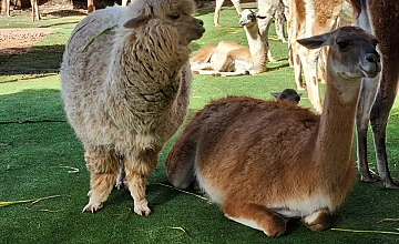 Alpacas en Cusco, Peru: fauna andina durante el tour cultural