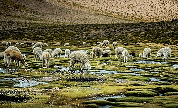 Camino al Valle del Colca en Arequipa: bofedales con alpacas pastando