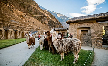 Ollantaytambo, Cusco: llamas en el complejo inca del Valle Sagrado
