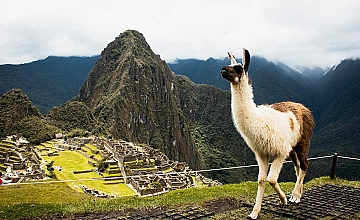 Llama en Machu Picchu con vista a la ciudadela inca y el paisaje de Cusco