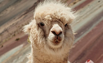 Alpaca en Vinicunca, Cusco: Montaña de 7 Colores en Peru